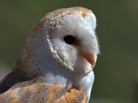 Portrait de chouette effraie