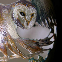 Chouette aux ailes déployées – Image 2